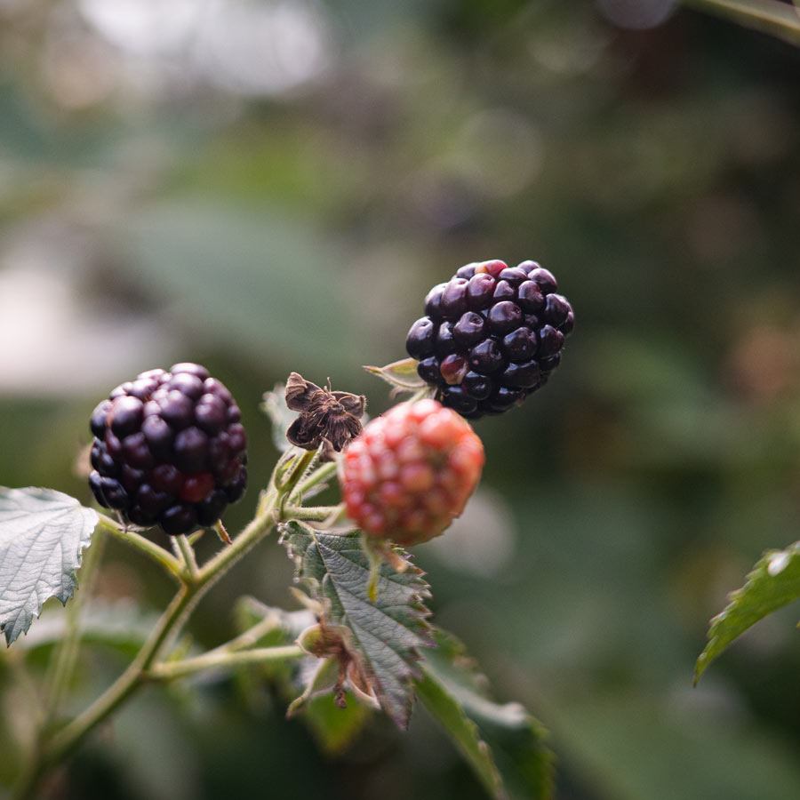 berries
