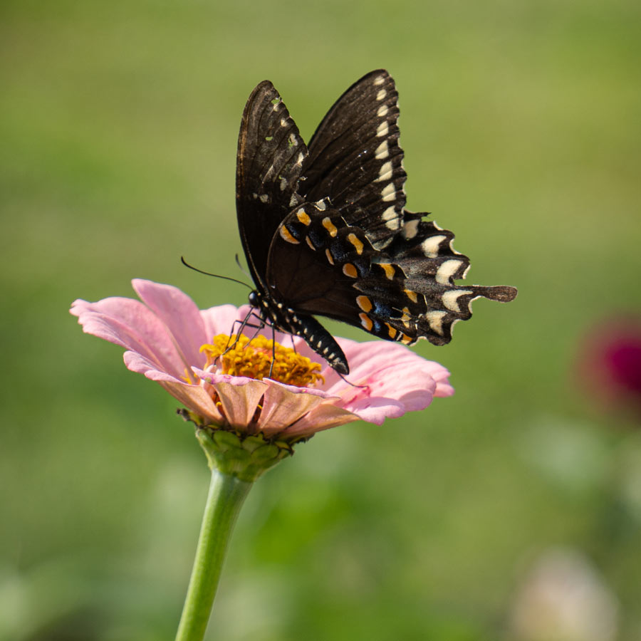 butterfly on flower