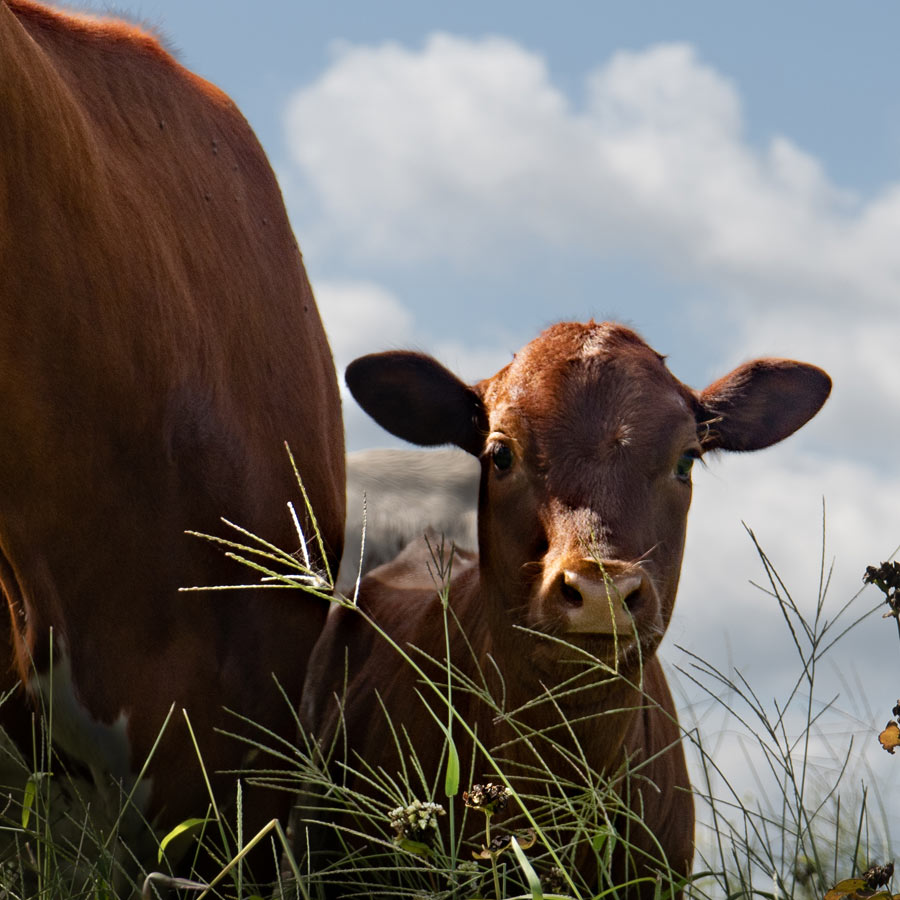 calf next to mom