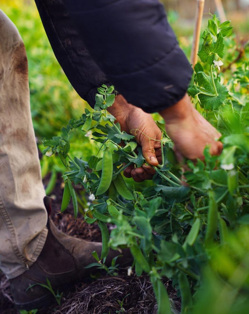 gardening by hand