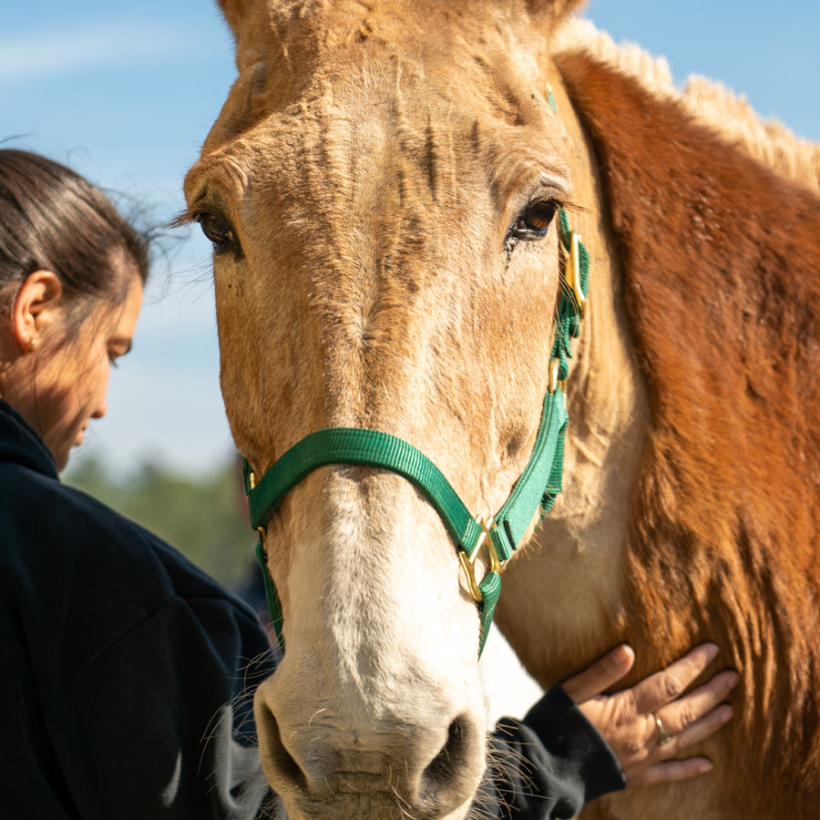 petting a horse