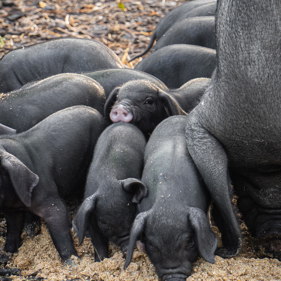Moma pig and her piglets