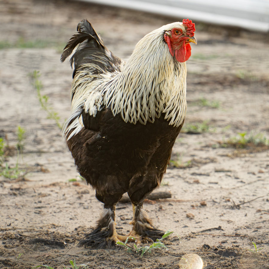 rooster