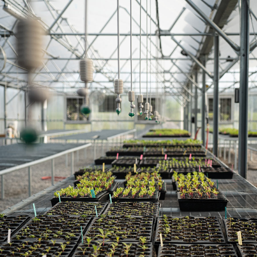 seedlings in greenhouse