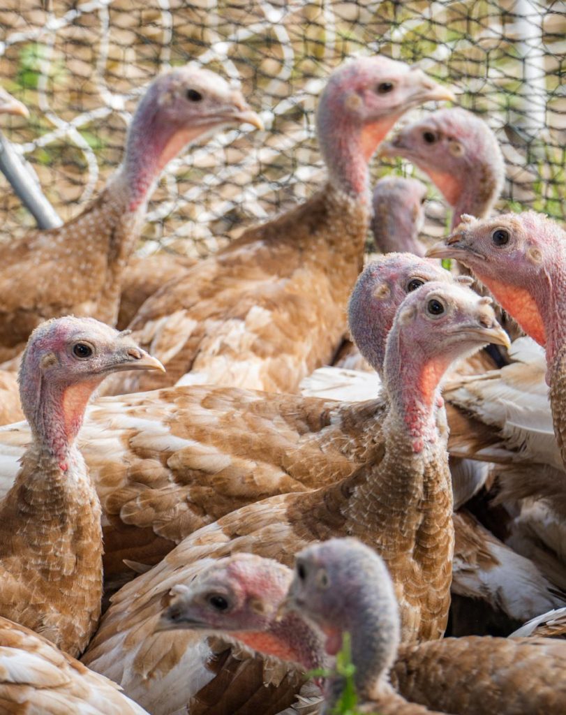 group of young turkeys