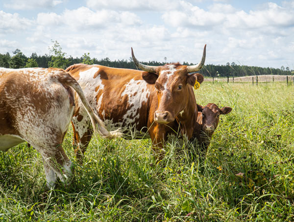 cattle in field at farm