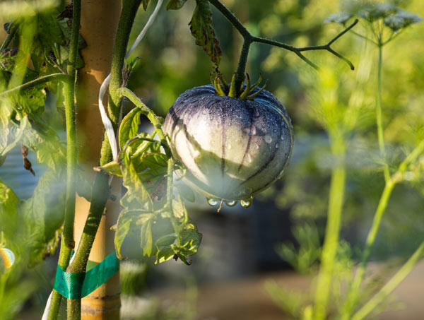 close up of tomato growing on the farm