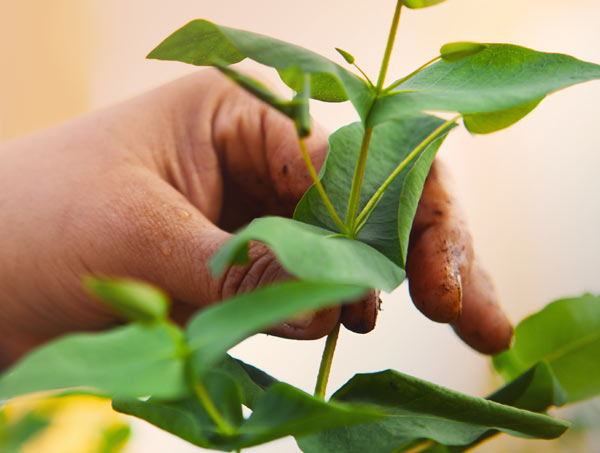 caring for plant