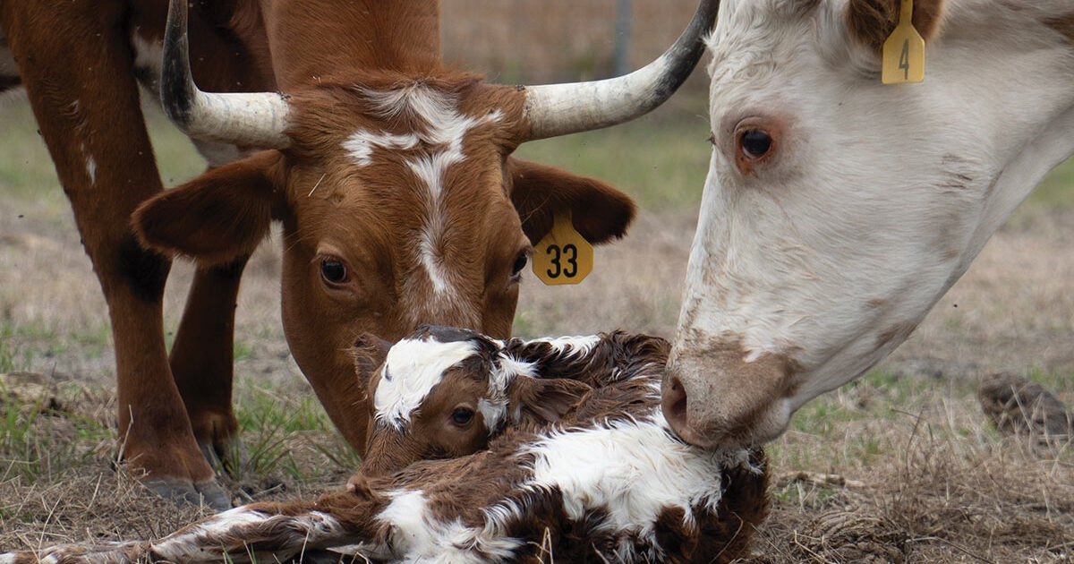 baby calf with two cows