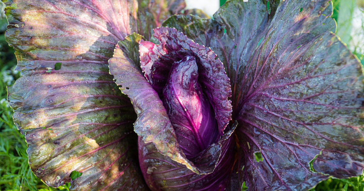 cabbage
