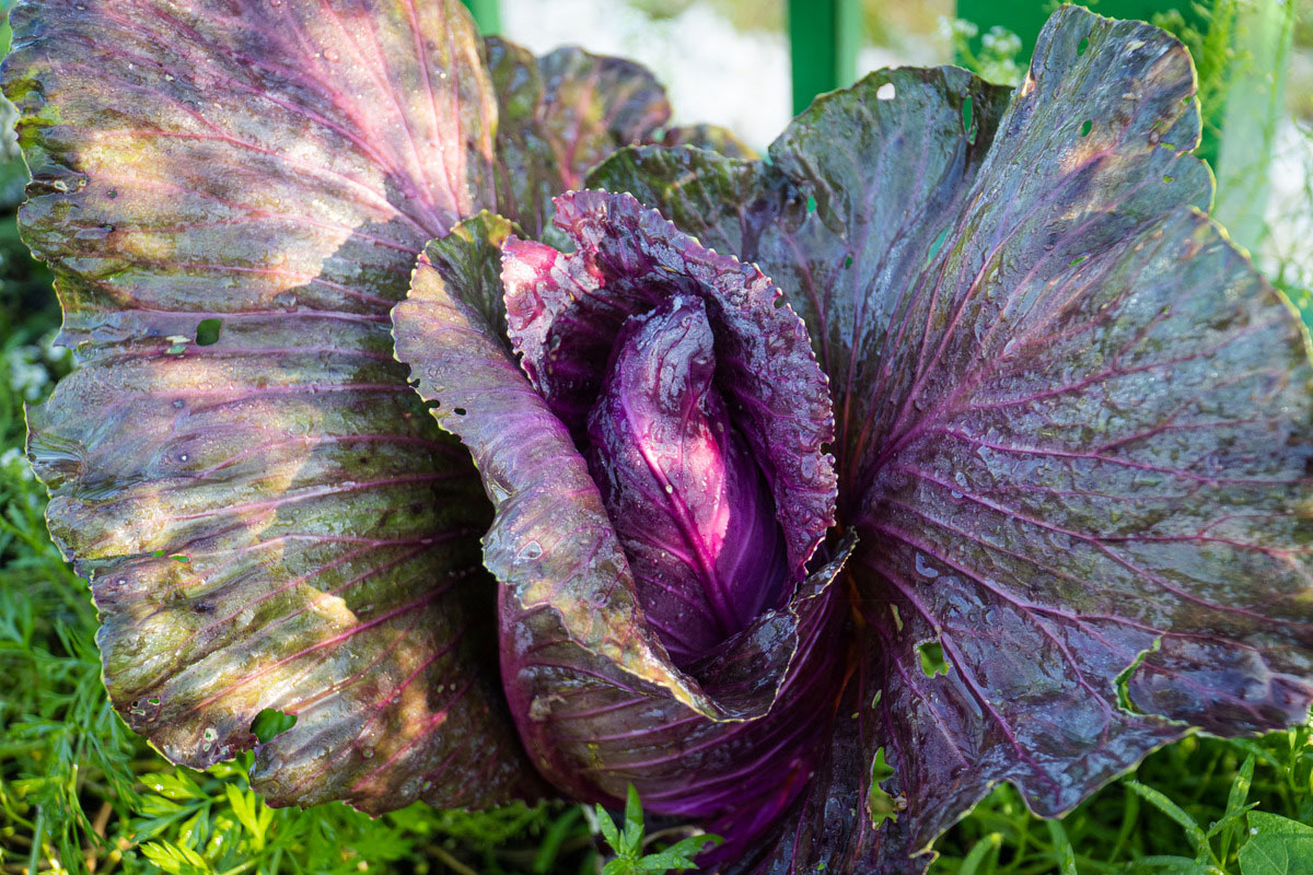 cabbage